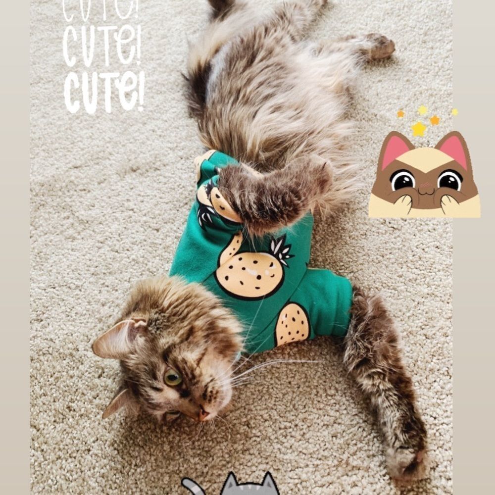 Pink Lion Pet Clothes - Picture 3 of 4